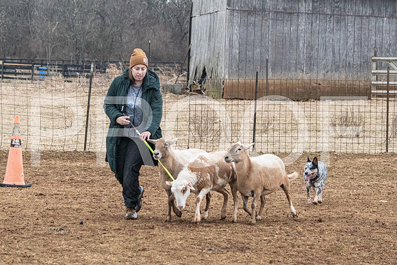 NBP_Sat Herding Test Roy Johnson-36