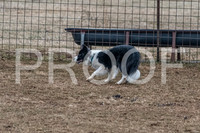 NBP_Sat Herding Test Roy Johnson-2