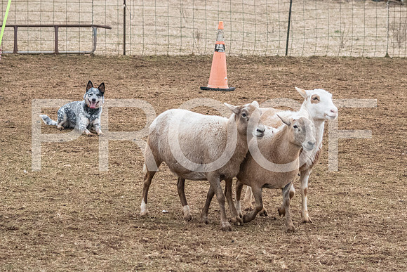 NBP_Sat Herding Test Roy Johnson-41