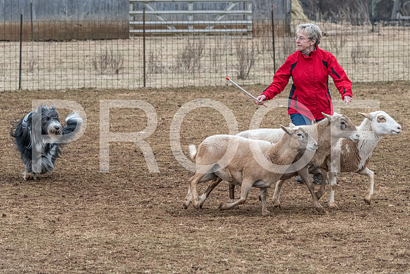 NBP_Sat Herding Test Roy Johnson-86