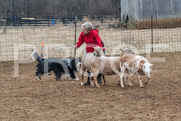 NBP_Sat Herding Test Roy Johnson-91