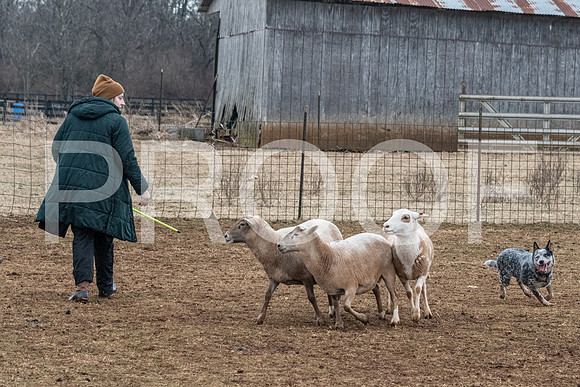 NBP_Sat Herding Test Roy Johnson-47