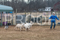 NBP_Sat Herding Test Roy Johnson-4