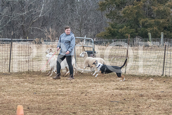 NBP_Sat Herding Test Roy Johnson-107