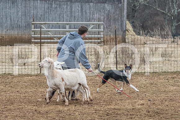 NBP_Sat Herding Test Roy Johnson-110