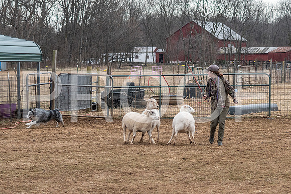 NBP_Sat Herding Test Roy Johnson-52