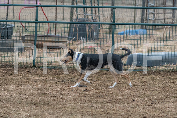 NBP_Sat Herding Test Roy Johnson-96