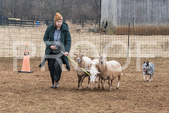 NBP_Sat Herding Test Roy Johnson-37