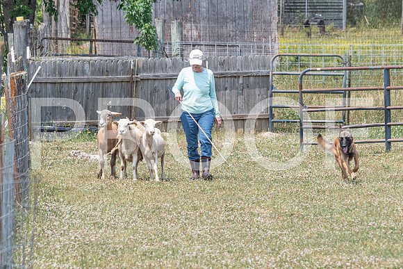 NBD_June 2023 Herding Pre Trial Sat-35