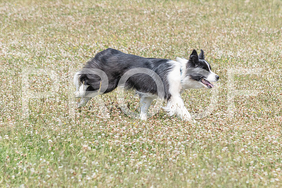 NBD_June 2023 Herding Pre Trial Sat-128
