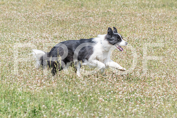 NBD_June 2023 Herding Pre Trial Sat-127