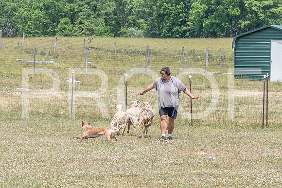 NBD_June 2023 Herding Pre Trial Sat-4