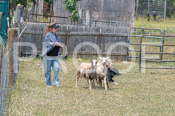 NBD_June 2023 Herding Pre Trial Sat-81