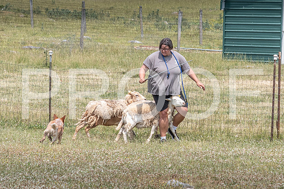 NBD_June 2023 Herding Pre Trial Sat-13