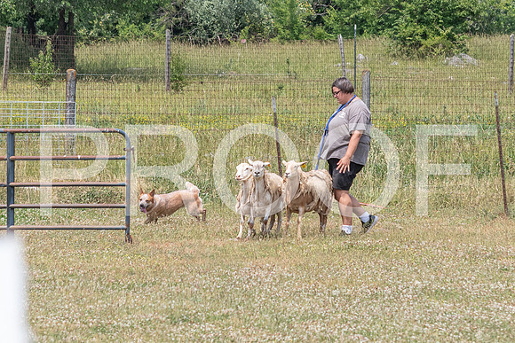NBD_June 2023 Herding Pre Trial Sat-8