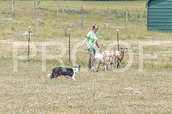 NBD_June 2023 Herding Pre Trial Sat-118