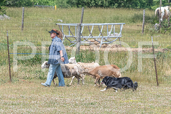 NBD_June 2023 Herding Pre Trial Sat-74