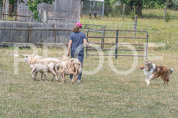 NBD_June 2023 Herding Pre Trial Sat-98