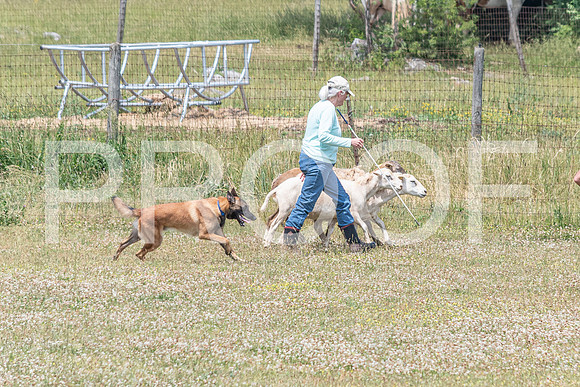 NBD_June 2023 Herding Pre Trial Sat-42
