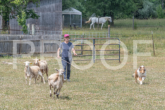 NBD_June 2023 Herding Pre Trial Sat-95