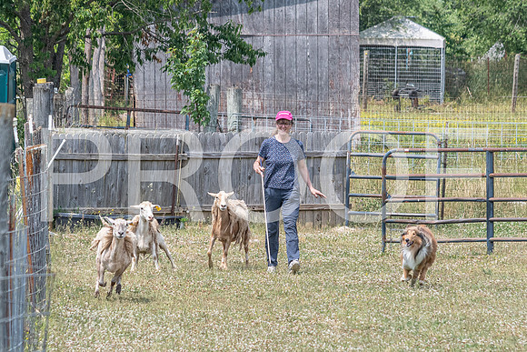 NBD_June 2023 Herding Pre Trial Sat-93