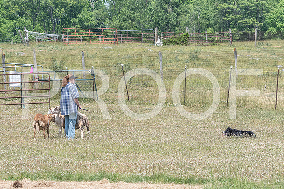NBD_June 2023 Herding Pre Trial Sat-67