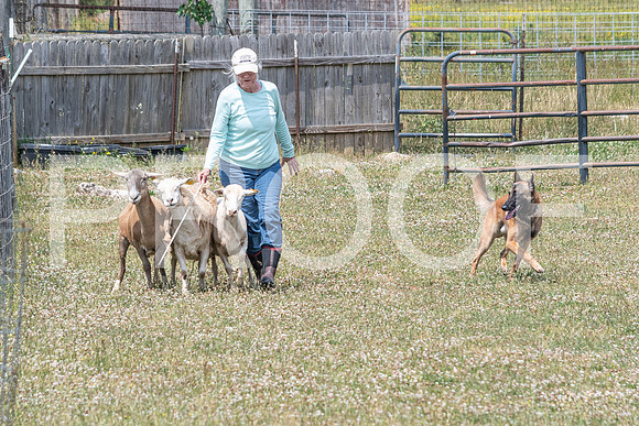 NBD_June 2023 Herding Pre Trial Sat-36
