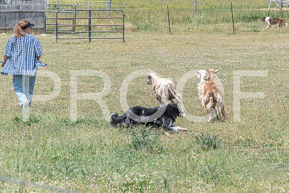 NBD_June 2023 Herding Pre Trial Sat-52