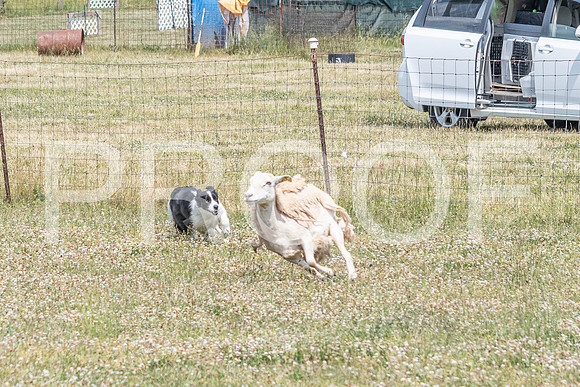 NBD_June 2023 Herding Pre Trial Sat-123