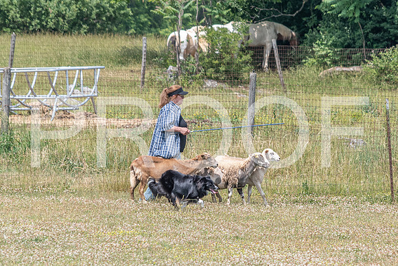 NBD_June 2023 Herding Pre Trial Sat-57