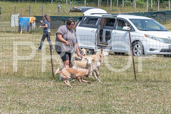 NBD_June 2023 Herding Pre Trial Sat-17