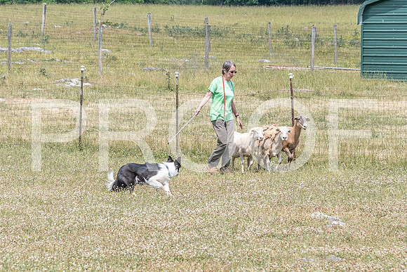 NBD_June 2023 Herding Pre Trial Sat-117