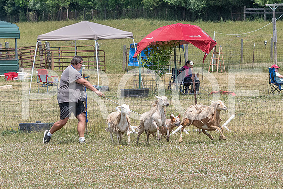 NBD_June 2023 Herding Pre Trial Sat-15
