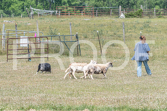 NBD_June 2023 Herding Pre Trial Sat-68