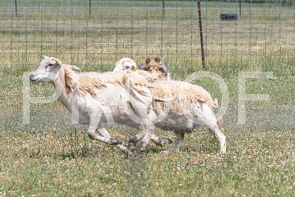 NBD_June 2023 Herding Pre Trial Sat-105