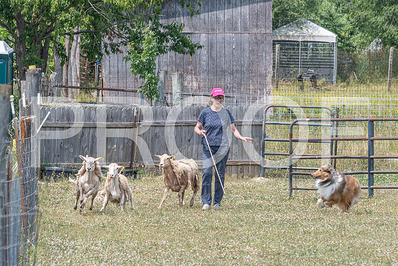 NBD_June 2023 Herding Pre Trial Sat-91