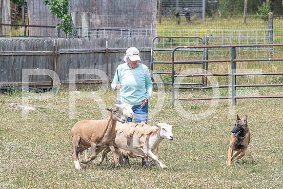 NBD_June 2023 Herding Pre Trial Sat-39