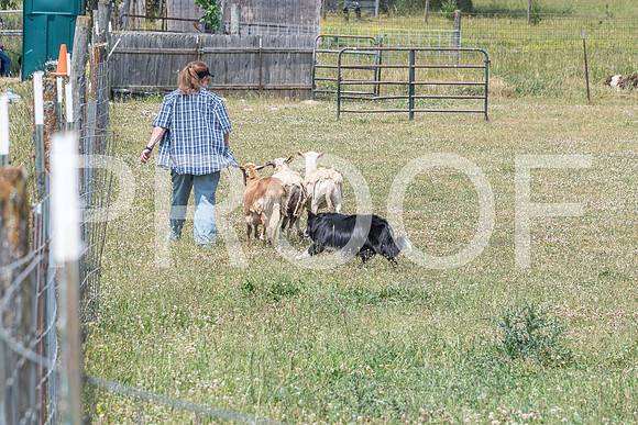 NBD_June 2023 Herding Pre Trial Sat-53