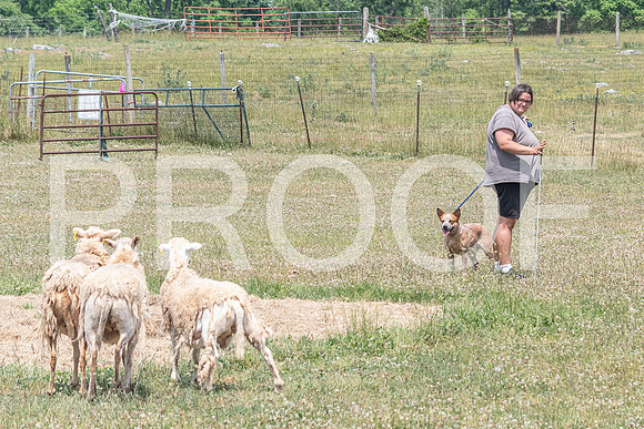 NBD_June 2023 Herding Pre Trial Sat-1