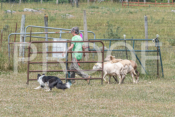 NBD_June 2023 Herding Pre Trial Sat-110