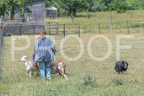 NBD_June 2023 Herding Pre Trial Sat-51