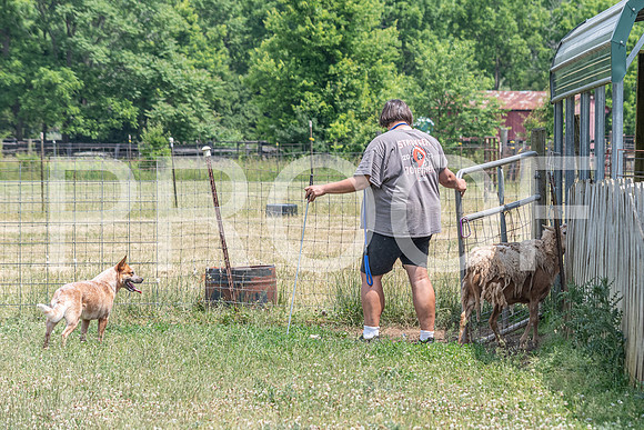 NBD_June 2023 Herding Pre Trial Sat-19