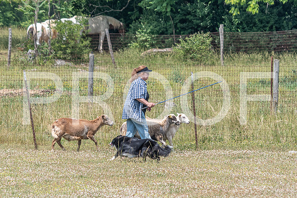 NBD_June 2023 Herding Pre Trial Sat-58