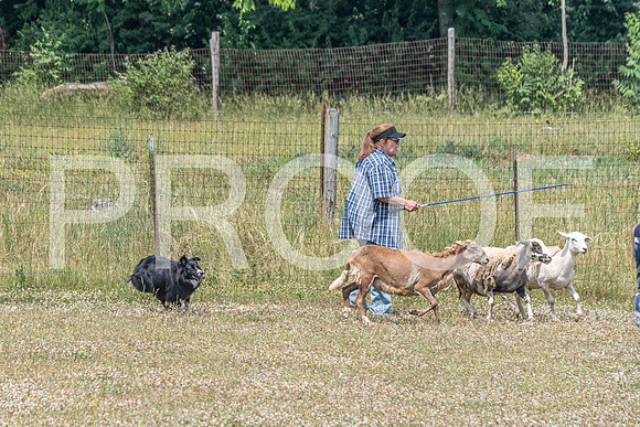 NBD_June 2023 Herding Pre Trial Sat-59