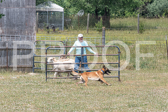 NBD_June 2023 Herding Pre Trial Sat-33