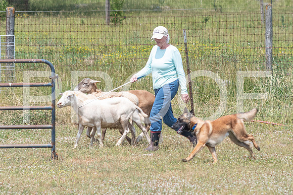 NBD_June 2023 Herding Pre Trial Sat-32