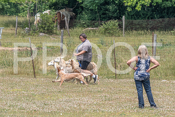 NBD_June 2023 Herding Pre Trial Sat-6