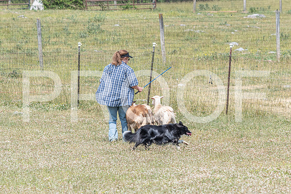 NBD_June 2023 Herding Pre Trial Sat-69