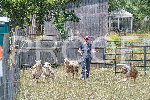 NBD_June 2023 Herding Pre Trial Sat-92