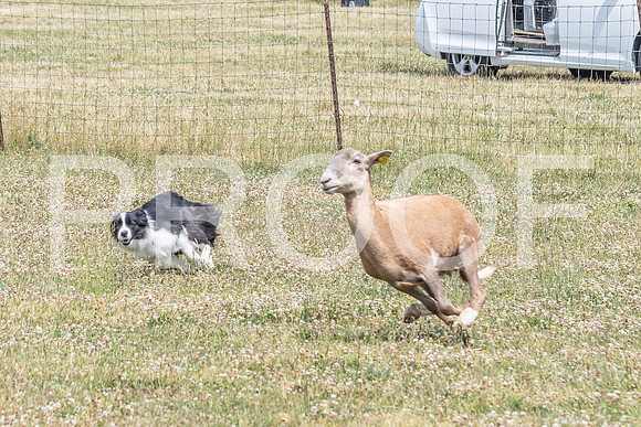 NBD_June 2023 Herding Pre Trial Sat-124